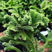 Image result for Cryptomeria