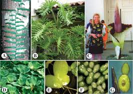 Image result for Digitaria gymnostachys