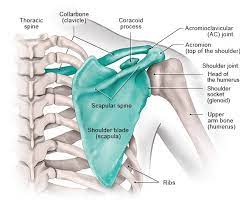 The human shoulder is made up of three bones: How Does The Shoulder Work Informedhealth Org