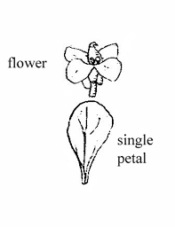 Image result for Nasturtium microphyllum