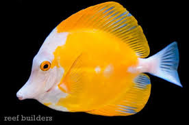 Black And White Striped Saltwater Aquarium Fish Wayne S Ocean World Scores A Sweet White Face Yellow Tang In 2020 Beautiful Sea Creatures Tang Fish Saltwater Aquarium