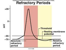 Neuron Action Potential Stimulation Absolute Vs Relative Refractory Periods Explained Refractory Period Physiology Anatomy And Physiology