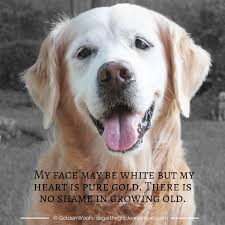 Their coat can be straight or wavy, where all dogs can smile. Senior Dog Growing Old Golden Woofs