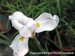 Image result for Dietes flavida