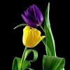 Feb 01, 2021 · before you buy a bouquet﻿, check out these flower meanings for popular blooms like roses, tulips, lilies, and peonies, to make sure you send the right message. 1