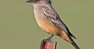 Red Birds Of East Texas Say S Phoebe Texas North American Wildlife Wild Birds Beautiful Birds
