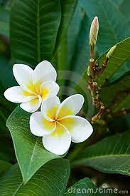 Maybe you would like to learn more about one of these? 820 Flowers Of Hawaii Ideas Flowers Plants Planting Flowers