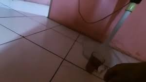 Ngentot PSK Indonesia viral di xHamster