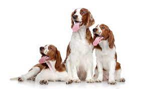 Rounded heads, square muzzles and long, fringed ears are features of this breed. Welsh Springer Spaniel Charakter Haltung Pflege Zooplus