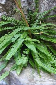 Image result for Asplenium preussii