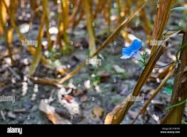 Image result for Astripomoea hyoscyamoides