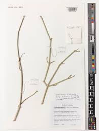 Image result for Cynanchum orangeanum