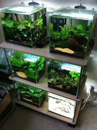 Ann S Shrimp Tank Practical Fishkeeping Forum Shrimp Tank Betta Fish Tank Aquarium Fish Tank