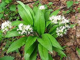 1) plumosa varieties, which bear whorls of tiny flowers on a feathery spike; Organic Herb Seeds Ramsons Onions Bear Wild Garlic Leek Cheremsha Allium Ursinum Buy Online In Russia At Desertcart Ru Productid 93830486