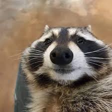 Feeling Cute Today Might Eat Trash Later Idk Album On Imgur Raccoon Funny Cute Animals Cute Raccoon