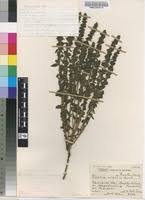 Image result for Alectra vogelii