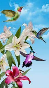 Hummingbird Wallpaper Live Wallpapers Hummingbird Painting