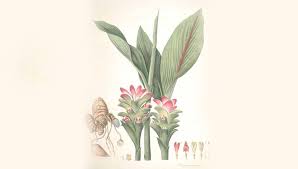 Kenapa bisa dikatakan sangat bagus untuk ayam aduan? Segudang Manfaat Temu Ireng Penghilang Racun Hingga Pengobat Cacingan Faktualnews Co