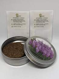 Pampasgras vermehren, aus samen ziehen und kaufen. Anzuchtset Lila Pampasgras Cortaderia Selloana