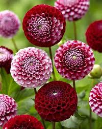 Check spelling or type a new query. Pin On Flower Shopping List