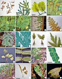 Image result for Didymoglossum