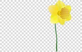 Pin On Spring Flowers