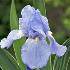 Iris B E Jane Philip Iris Des Jardins Iris Barbus Ce Sont Les Plus Hauts Et Les Plus Tardifs Ils Sont Issus Herbaceous Perennials Plants Plant Leaves