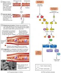 Hemostasis Anatomy And Physiology Ii