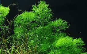 Image result for Limnophila indica