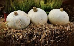 We did not find results for: Are White Pumpkins Edible And Healthy The Homesteading Hippy