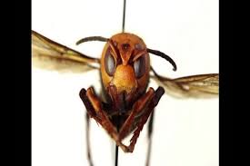 Ainda não se sabe como o animal chegou na américa do norte. Vespa Gigante Asiatica Lanca Alerta Nos Eua Video Sabado