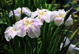 似てる植物の違いパート 菖蒲 花菖蒲 アヤメ カキツバタ ジャーマンアイリスの違い Greensnap グリーンスナップ