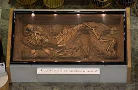 Centaur Skeleton At The Hodges Library Centaur Volos Life
