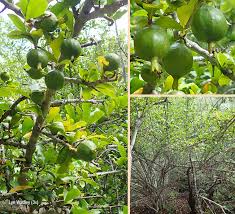 Image result for Hyperacanthus amoenus