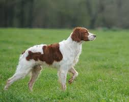 Un Perro Frances Que Conquista El Mundo Texto Miguel A Faro El Mas Pequeno De Los Perros De Muestra Es Tambien Uno D Cute Dogs Breeds Hunting Dogs Dog Breeds
