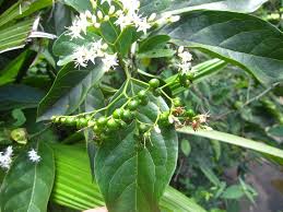 Image result for Ehretia cymosa