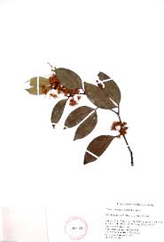 Image result for Cynometra alexandri