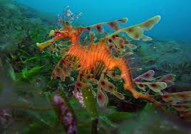 Sea Dragon Photos Royalty Free Images Graphics Vectors Videos Adobe Stock Cute dragon tattoo watercolor by kerste diston. sea dragon photos royalty free images