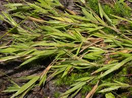 Image result for Dichapetalum edule