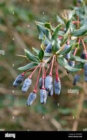 Image result for Berberis verruculosa