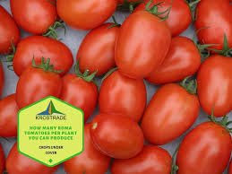 Organic roma tomatoes plus other farm fresh favorites delivered right to your door in the greater charlotte, nc area. How Many Roma Tomatoes Per Plant You Can Produce Krostrade