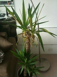 The yucca is an incredibly useful plant. Yucca Houseplant Is Dying Help Please Ubc Botanical Garden Forums