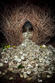 Animal Architecture Photo Series By Ingo Arndt Inspiration Grid Beautiful Birds Bird Nest Pet Birds