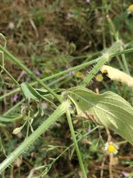 Image result for Dicliptera paniculata