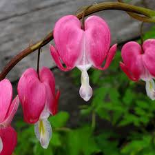 Maybe you would like to learn more about one of these? Alissa S Flowers Localharvest