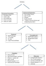 Primate Evolution – Explorations: An Open Invitation To Biological  Anthropology, 2Nd Edition