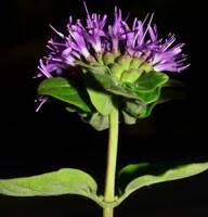 Image result for Clutia monticola