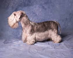 Image result for ČESKÝ TERIÉR