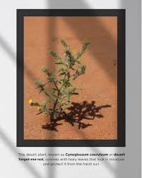 Image result for Cynoglossum coeruleum