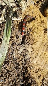 Image result for Hydrops triangularis